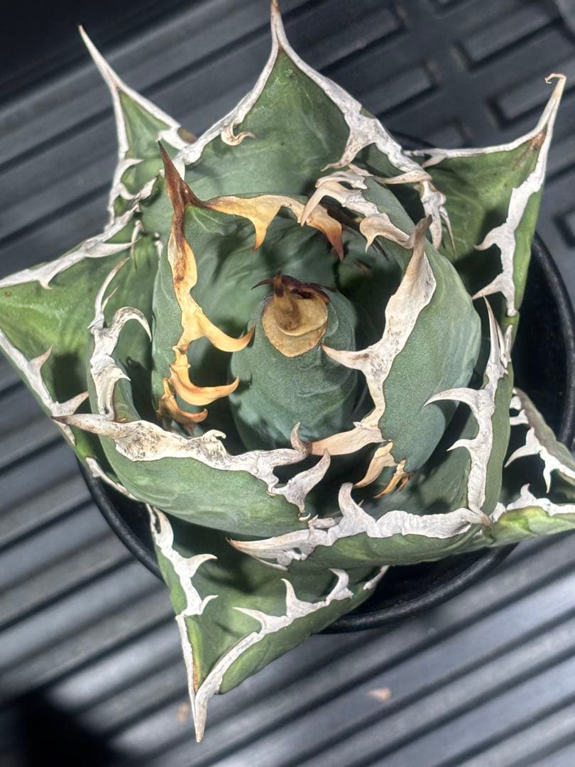 特出！アガベチタノタビッグスパイン（極上株）超S級強棘superスパイン