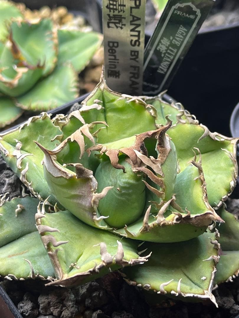 HP034 炎舞 検 麒麟 冰雹 麻花龍 台湾ゴジラ 選抜 実生 オテロイ