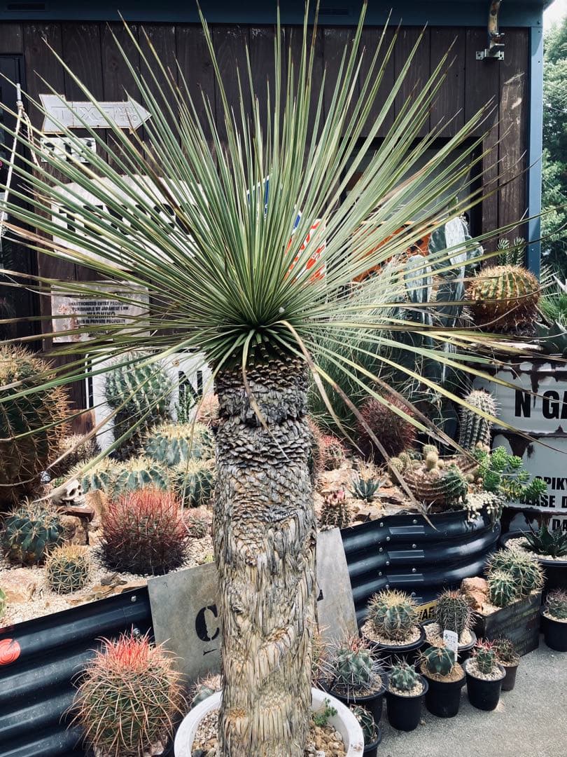 耐寒性ユッカロストラータ幹立ち大株◇南国ドライガーデン多肉サボテン