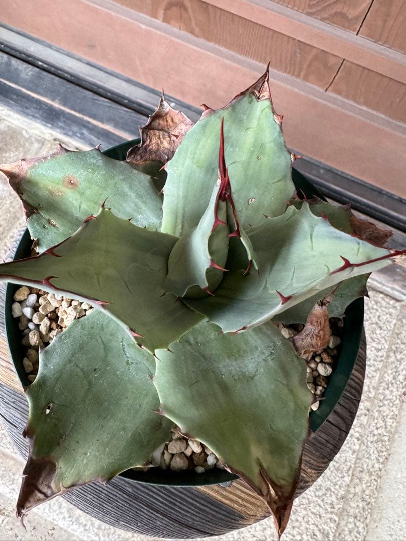 Agave ovatifolia ´Awakening Angel´ 202