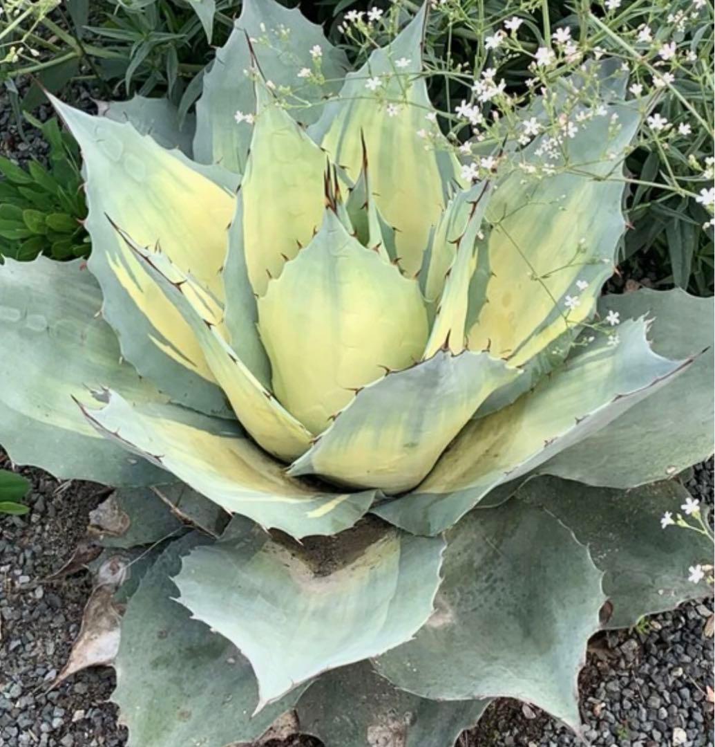 アガベ Agave ovatifolia 'Awakening Angel' 202 Agave ovatifolia ´Awakening Angel´ 202