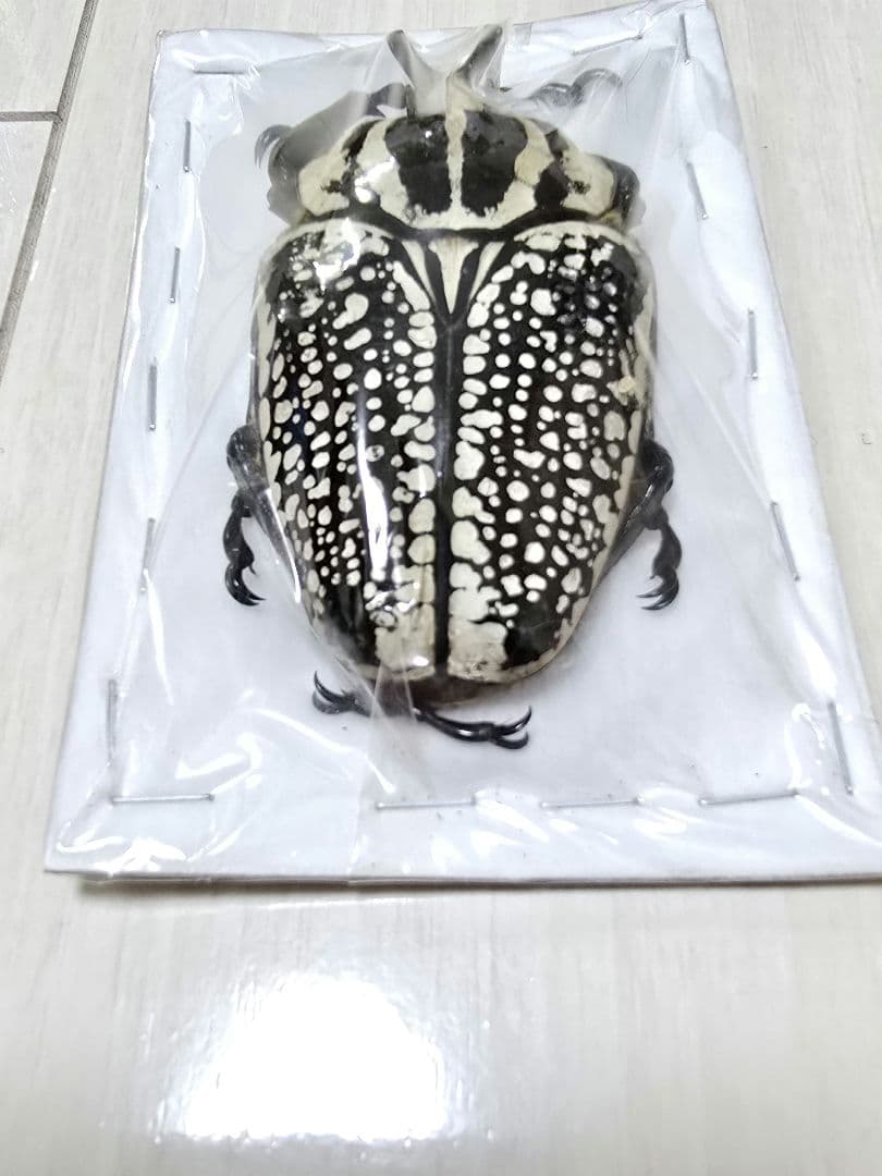 ゴライアスオオツノハナムグリ標本 - メルカリ