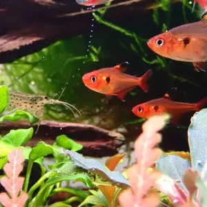 けむ様専用 Bucephalandra sp. Black herrykafa - メルカリ