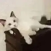 リュージュ 72弁スイスヨーデル他 レア曲 - メルカリ
