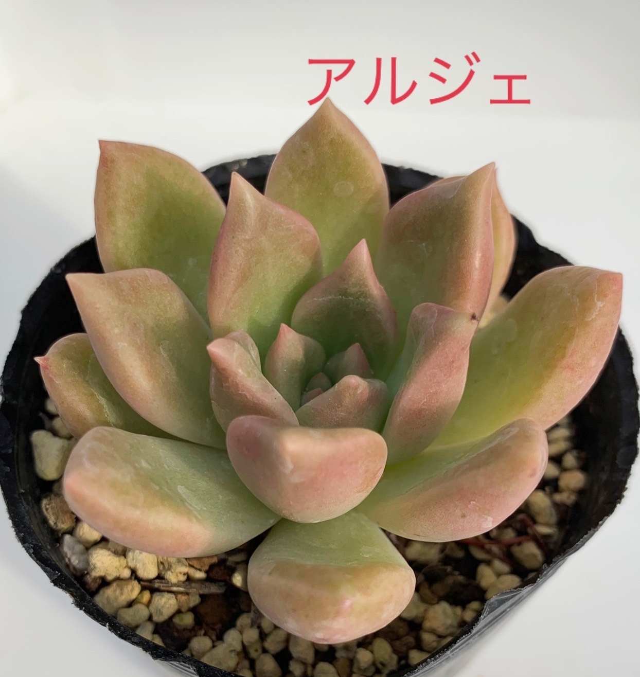 多肉植物 オルペット - Aroma＆Coron | minne byGMOペパボ 国内最大級