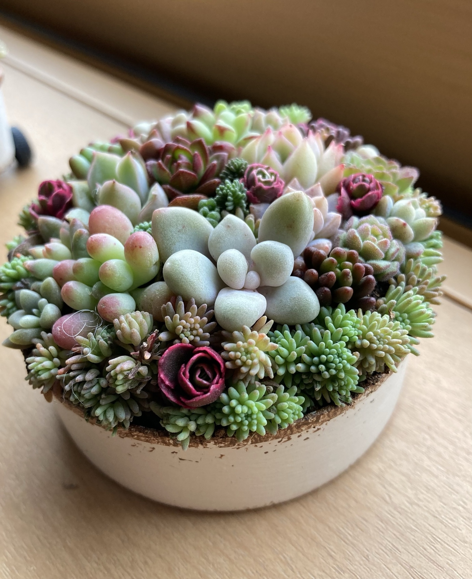 ギフト 多肉植物 寄せ植え そのまま飾れる オーダー制 - MIDORIN47'S