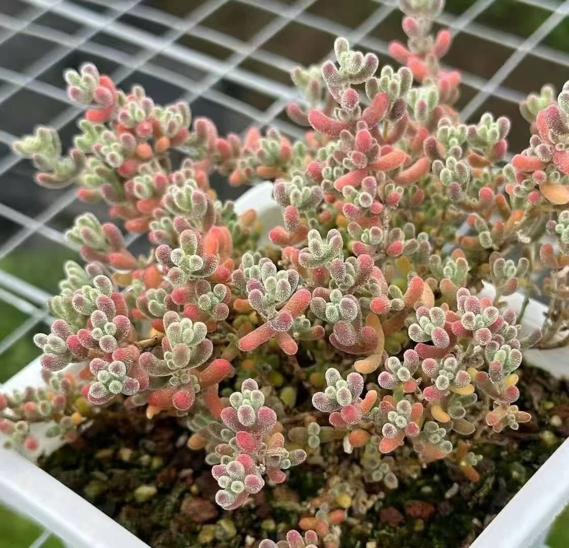 速達便付き 超可愛い 多肉植物 ドロサンテマム キラキラIce crystal