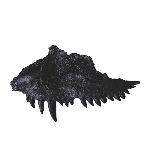Dimetrodon Maxilla | WMNH