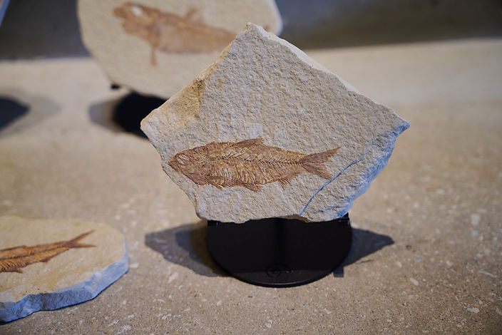 商品紹介】古代魚ナイティア（新生代始新世、アメリカ・ワイオミング州）
