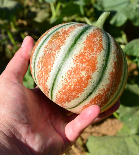 Kajari Melon | barerootsnursery