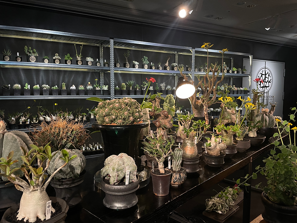 サボテンと多⾁植物と。Vol.2
