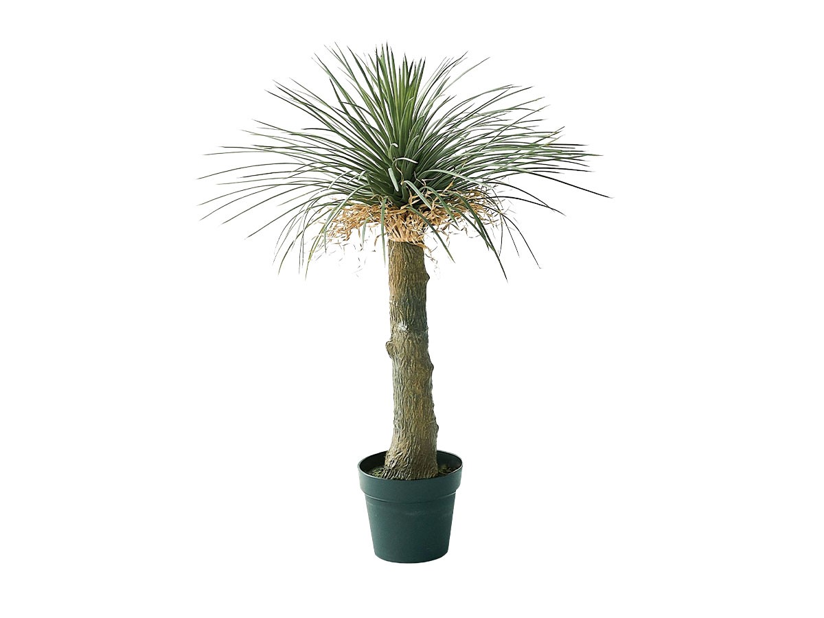 BROWN Yucca Rostrata Pot / ブラウン ユッカ ロストラータ ポット 94