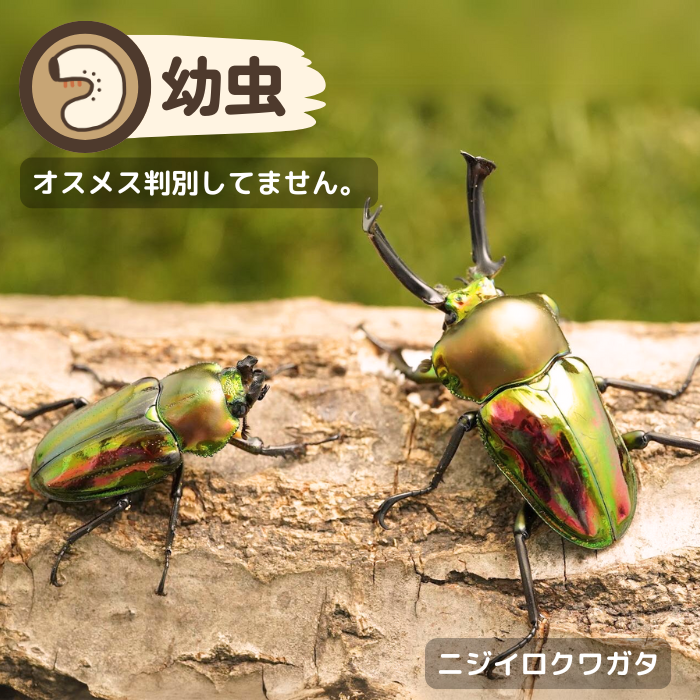 月夜野きのこ園クワガタ菌床販売部 / ニジイロクワガタ幼虫(クイーンズ