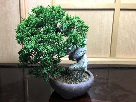 Ballondart.com | 糸魚川真柏 _2