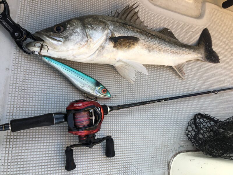 tailwalkの新作ボートシーバスロッド『BOAT GAMER SSD』シリーズをご