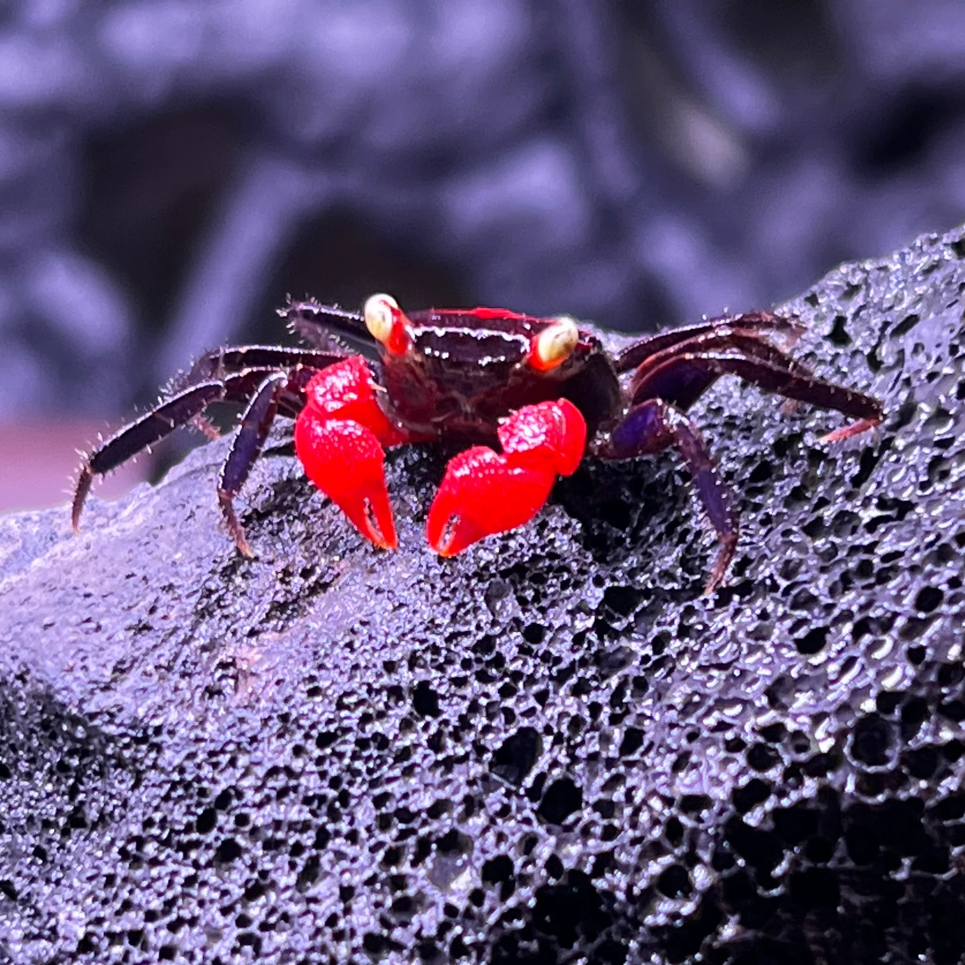 FLAME RED DEVIL VAMPIRE CRAB – 红火焰恶魔蟹 – Su's Aquatic