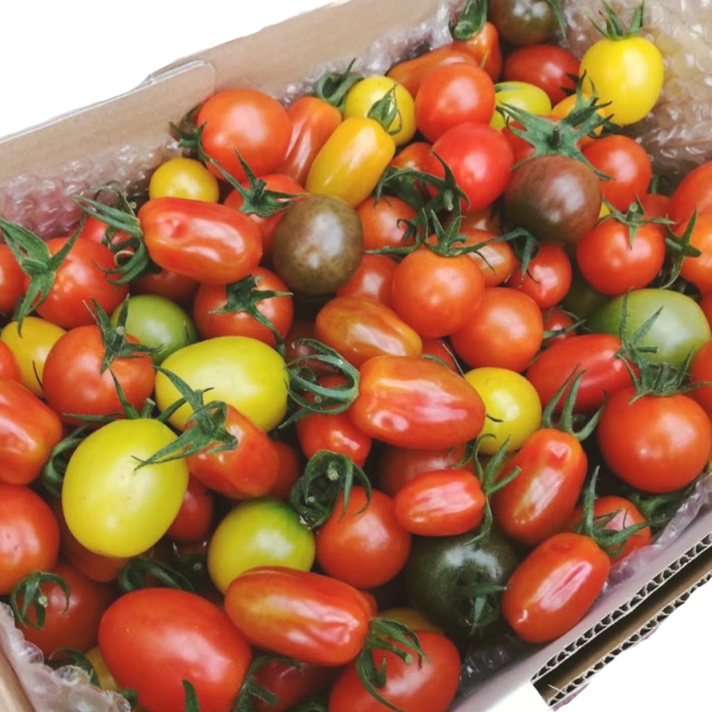 ミニトマト約7種ミックス1.6kg 税込2220円 | 親バカトマト 助川農園