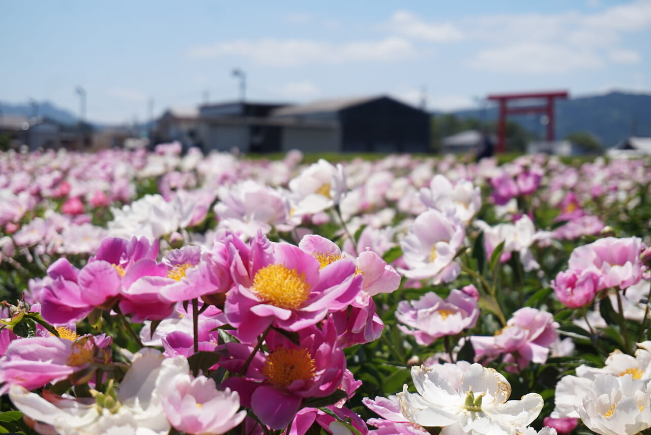 鈴鹿市】20万本が咲き誇る「長沢町のシャクヤクまつり」は5月8日